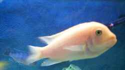 Besatz im Aquarium Becken 57