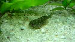 Flossensauger