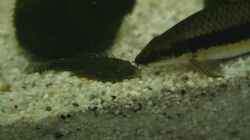 Flossensauger mit Siamesischen Algenfresser