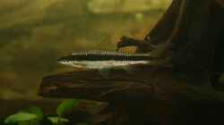 Pflanzen im Aquarium Becken 5816