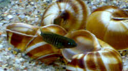 Multi Weibchen