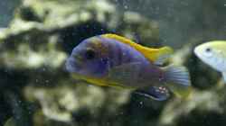 Labidochromis Hongi (Bock)