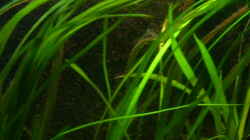 Vallisneria americana