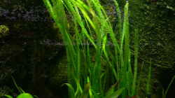 Vallisneria americana