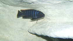 Cynotilapia afra  
