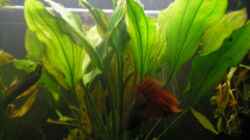 Echinodorus