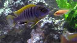 Labidochromis Hongi m