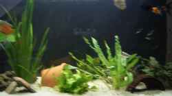 Dekoration im Aquarium Becken 6060