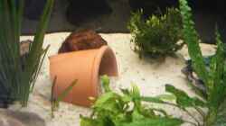 Dekoration im Aquarium Becken 6060