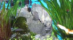 Dekoration im Aquarium Becken 6066