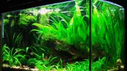 Aquarium Becken 6118