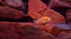 Besatz im Aquarium Becken 6135