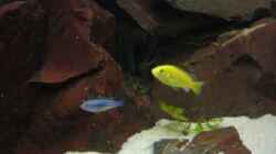 Besatz im Aquarium Becken 6135
