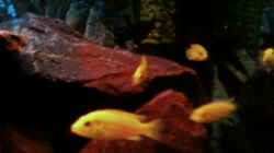 Aquarium Becken 6135