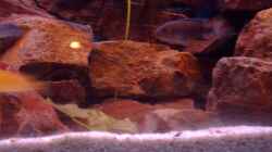 Besatz im Aquarium Becken 6135
