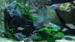 Aquarium Becken 6141
