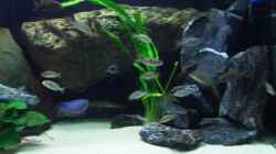 Aquarium Becken 6141