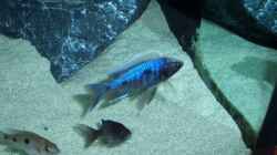 Besatz im Aquarium Becken 6141
