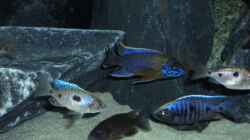 Besatz im Aquarium Becken 6141
