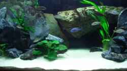 Dekoration im Aquarium Becken 6141