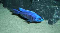 Besatz im Aquarium Becken 6141