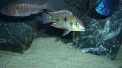Besatz im Aquarium Becken 6141