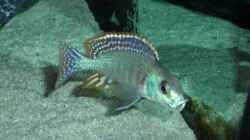 Besatz im Aquarium Becken 6141