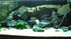 Dekoration im Aquarium Becken 6141