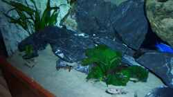 Dekoration im Aquarium Becken 6141