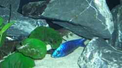 Besatz im Aquarium Becken 6141