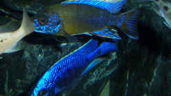 Besatz im Aquarium Becken 6141
