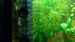 Pflanzen im Aquarium Becken 6148