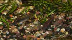Panzerwelse (Corydoras aeneus)