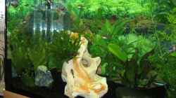 Pflanzen im Aquarium Becken 6152