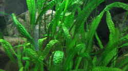 Cryptocoryne aponogetifolia