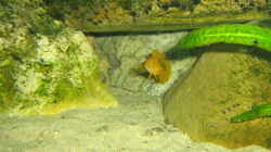 Neolamprologus leleupi 
