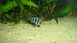 Blue Mpimbwe Nachwuchs ca. 2 cm klein