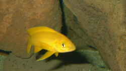 Neolamrologus Leleupi