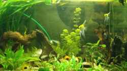 Aquarium Becken 360 Liter Amazonas Besatz