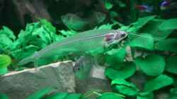 Besatz im Aquarium Becken 6252