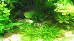 Sagittaria subulata