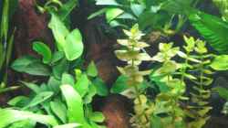 Anubias auf Wurzel