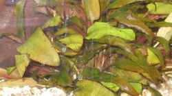 Cryptocoryne ciliata