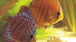 Besatz im Aquarium Becken 6344