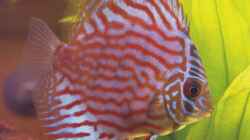 Besatz im Aquarium Becken 6344