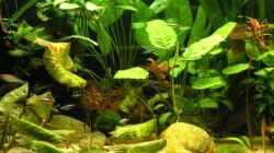 Pflanzen im Aquarium Becken 637