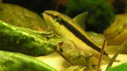 Besatz im Aquarium Becken 637