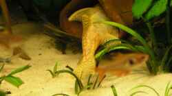 Besatz im Aquarium Becken 637