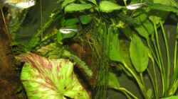 Pflanzen im Aquarium Becken 637