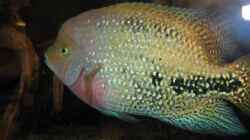 Vieja synspilum male